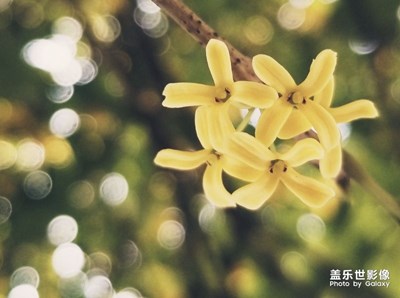 《拾憶》+桂花夢(mèng)