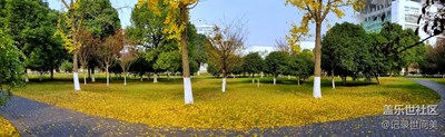 《拾憶》+銀杏葉落滿地黃