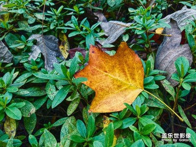 冬天來了，樹葉飄落。