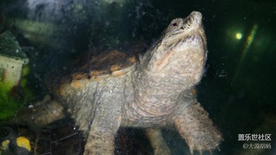 同事養(yǎng)的小龜