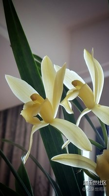 《抬憶》+花中真君子，風(fēng)姿寄高雅。