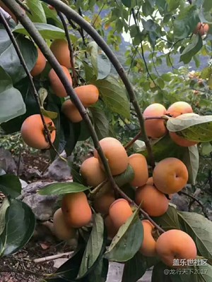 家鄉(xiāng)的柿子熟了