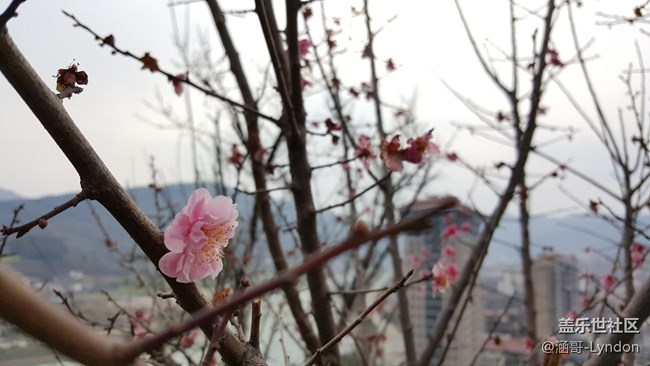 看到大家都在曬照片，我也來秀一波note5拍的照片···