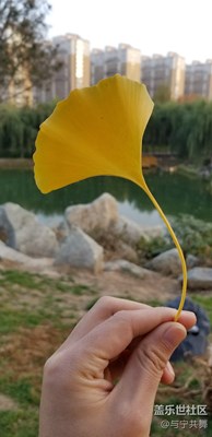 銀杏一葉