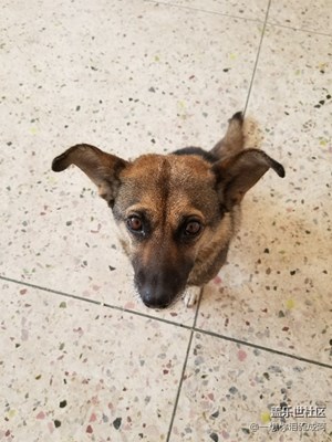 狗媽媽和狗寶寶