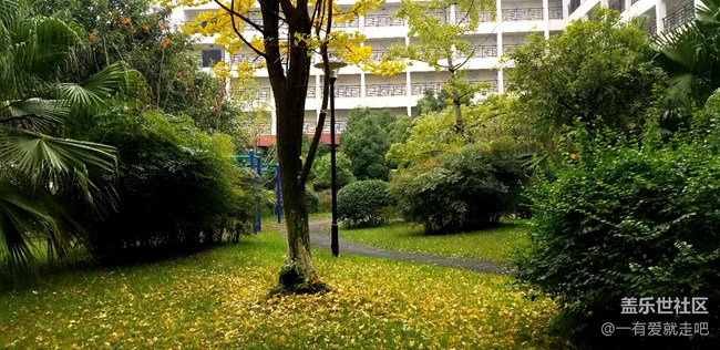 銀杏黃了
