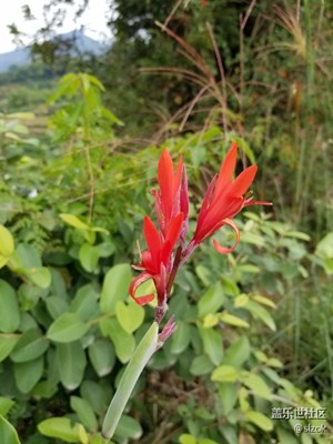 這是什么植物？