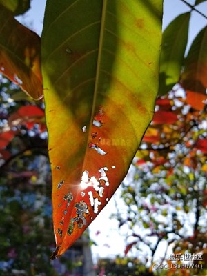 逆光拍，看看葉子上出現(xiàn)的自帶水印??