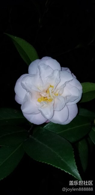 感覺夜拍不如之前的7姨，噪點太多