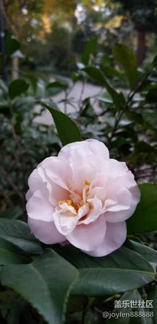 感覺夜拍不如之前的7姨，噪點太多