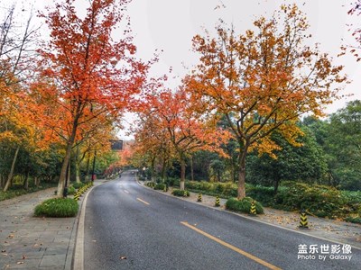 醉美楓葉紅