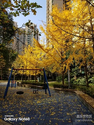 秋風(fēng)吹 落葉黃