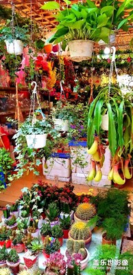 花鳥市場(chǎng)