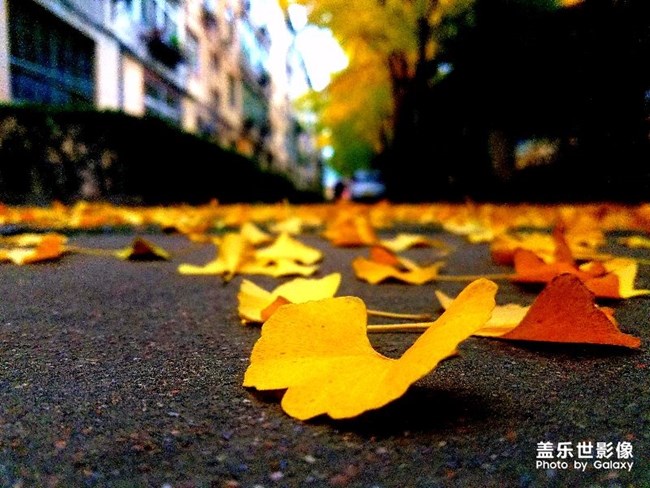 【每周精帖匯】第82期：總裁大大來西安啦！