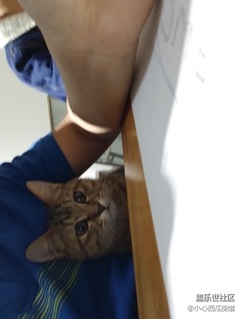 社區(qū)活動之他們玩泥我擼貓活動