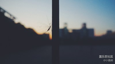 冬天的蒲公英