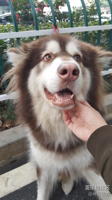 三條狗狗