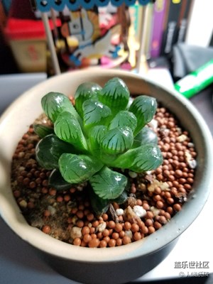 拍出來(lái)的照片看上去好好吃