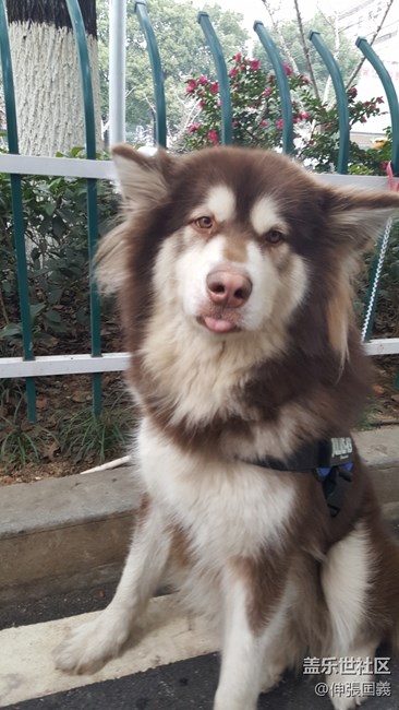 三條狗狗