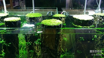 魚(yú)缸小世界