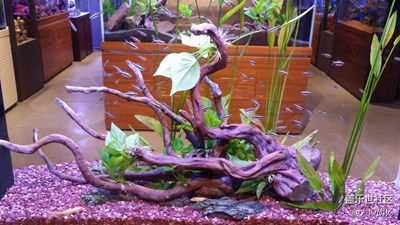 魚(yú)缸小世界（二）