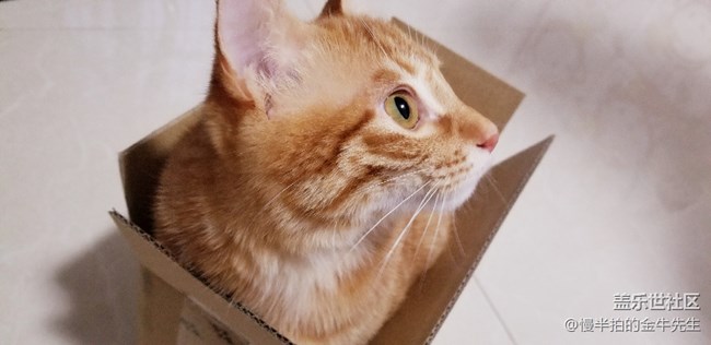 家有萌喵_隨手拍