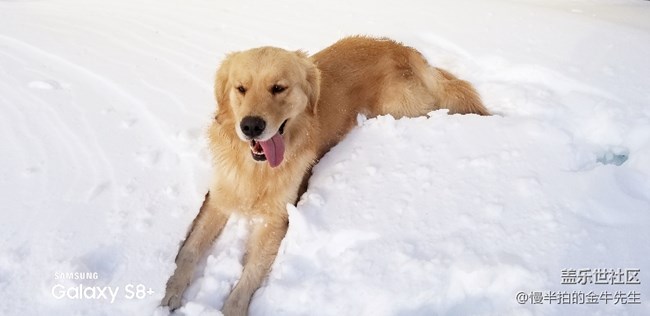 家有金毛_隨手拍