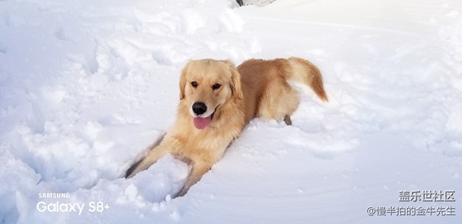 家有金毛_隨手拍