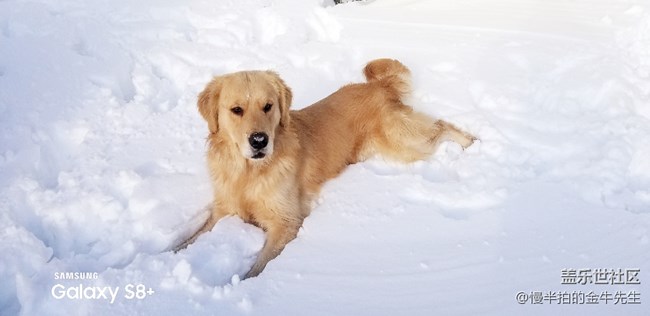 家有金毛_隨手拍