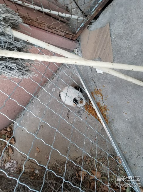 喵星人 工作不忘拍照