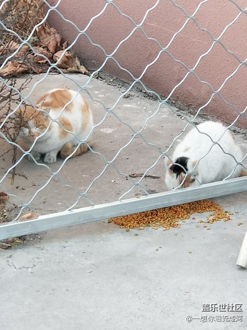 喵星人 工作不忘拍照