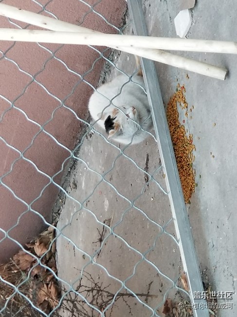 喵星人 工作不忘拍照