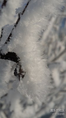 千樹(shù)萬(wàn)樹(shù)梨花開(kāi)