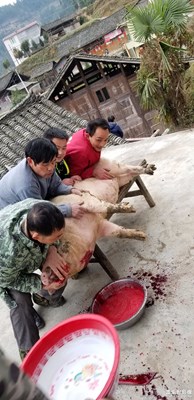 殺年豬了。。。。