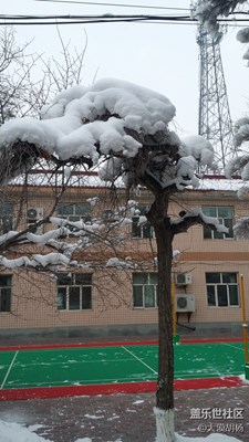 千樹萬(wàn)樹梨花開