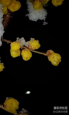 傲雪吐艷，凌寒暗香，春天將至。