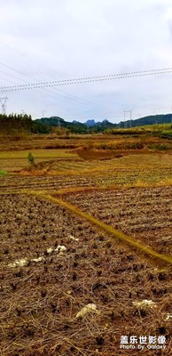 冬天的鄉(xiāng)下略顯凄涼