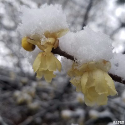 大雪紛紛的臘梅