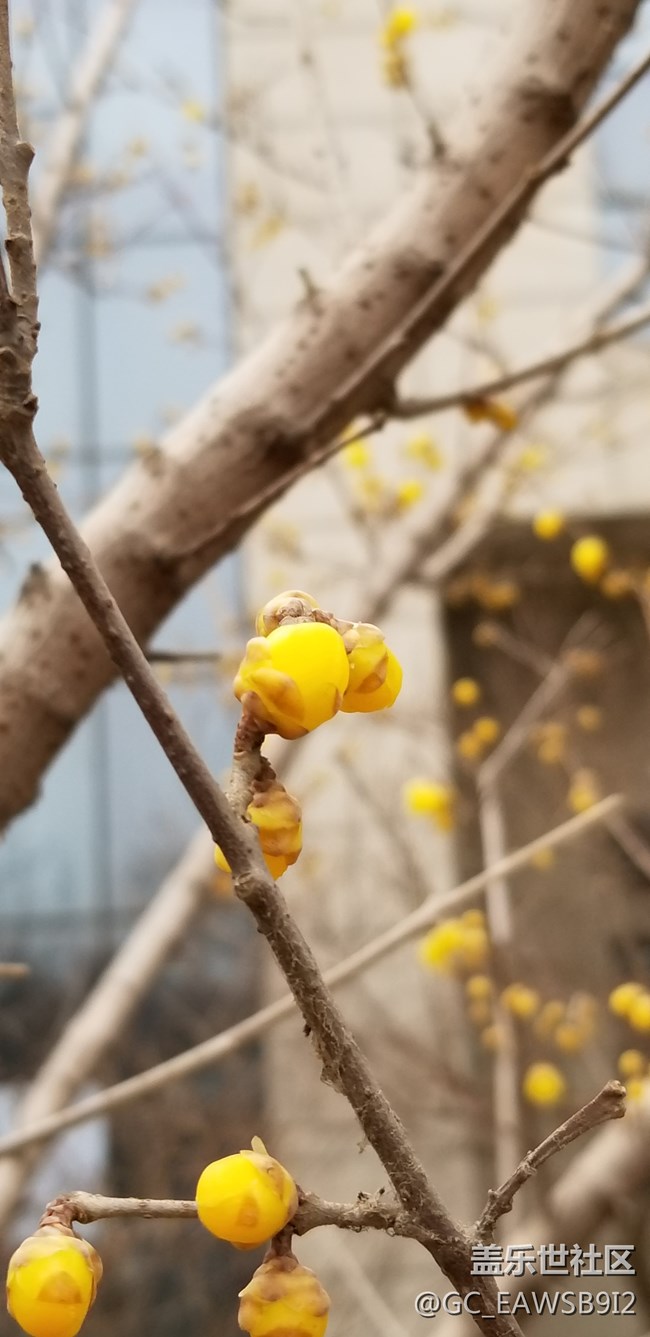 隨拍臘梅...................