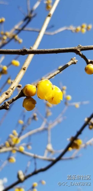 繼續(xù)拍照----臘梅