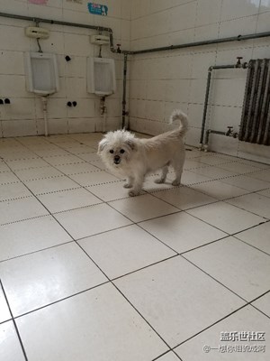 忠實(shí)的狗狗，廁所門(mén)口耐心等待主人。