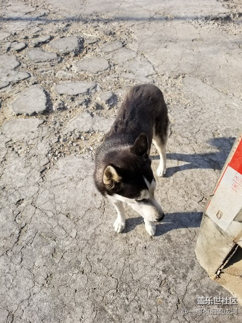 這是二哈嗎？怎么感覺好別扭