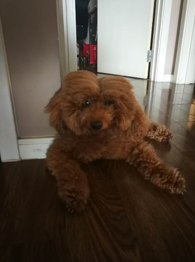 旺旺吠財(cái)賀新春 狗年*贏大獎(jiǎng)