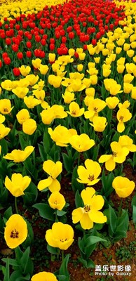 賞花賞月賞秋香