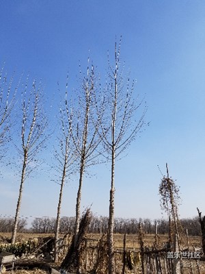 我家的樹