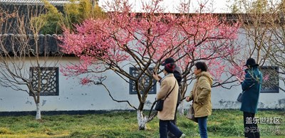 荊川公園春梅盛開。