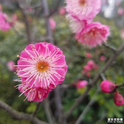 梅花盛開
