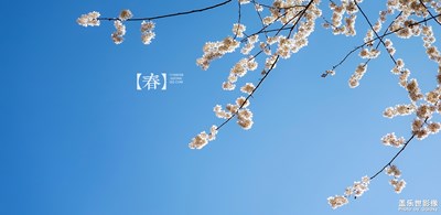 【春風】+櫻桃花開