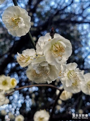春天來了，又到花開季節(jié)。