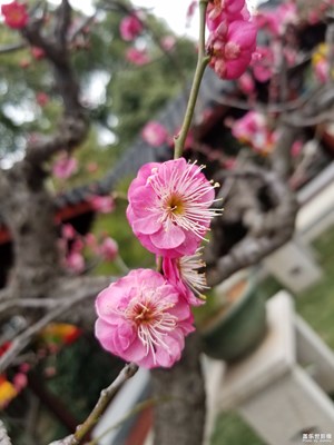 【春風(fēng)】+晚梅？